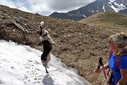 77 Colta al volo !